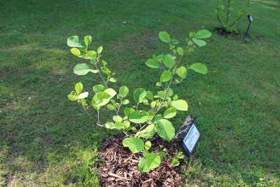 Magnolia Wilsonii - šácholan Wilsonův - jarní habitus